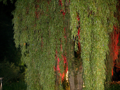 Nacht der Sinne 2013 – Foto 383