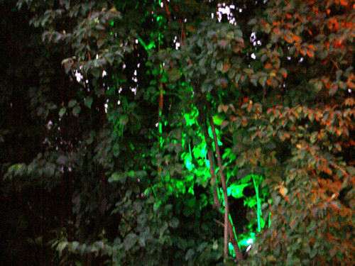 Saaleauenfest 2013 Abends Festbetrieb mit Wee Bush – Foto 29