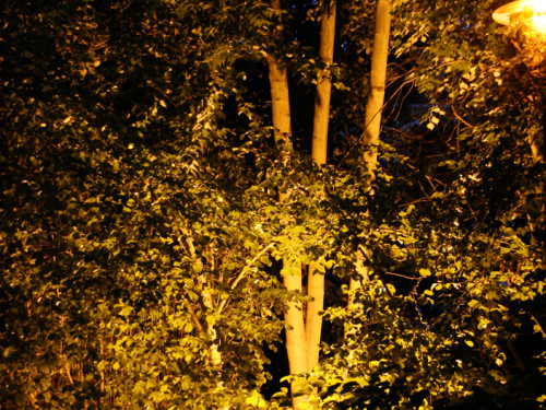 Saaleauenfest 2013 Abends Festbetrieb mit Wee Bush – Foto 42