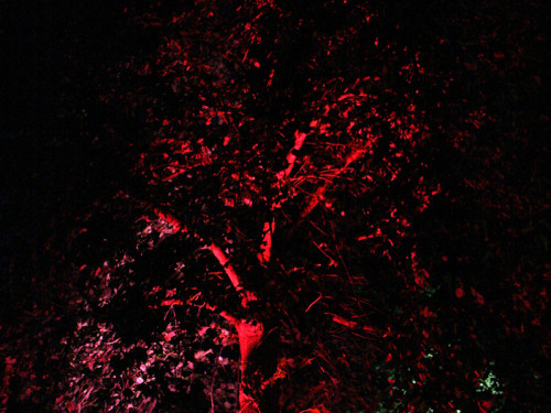 Saaleauenfest 2013 Abends Festbetrieb mit Wee Bush – Foto 56