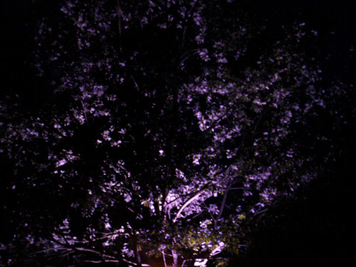 Saaleauenfest 2013 Abends Festbetrieb mit Wee Bush – Foto 58