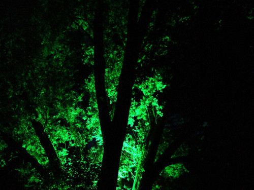 Saaleauenfest 2013 Abends Festbetrieb mit Wee Bush – Foto 59