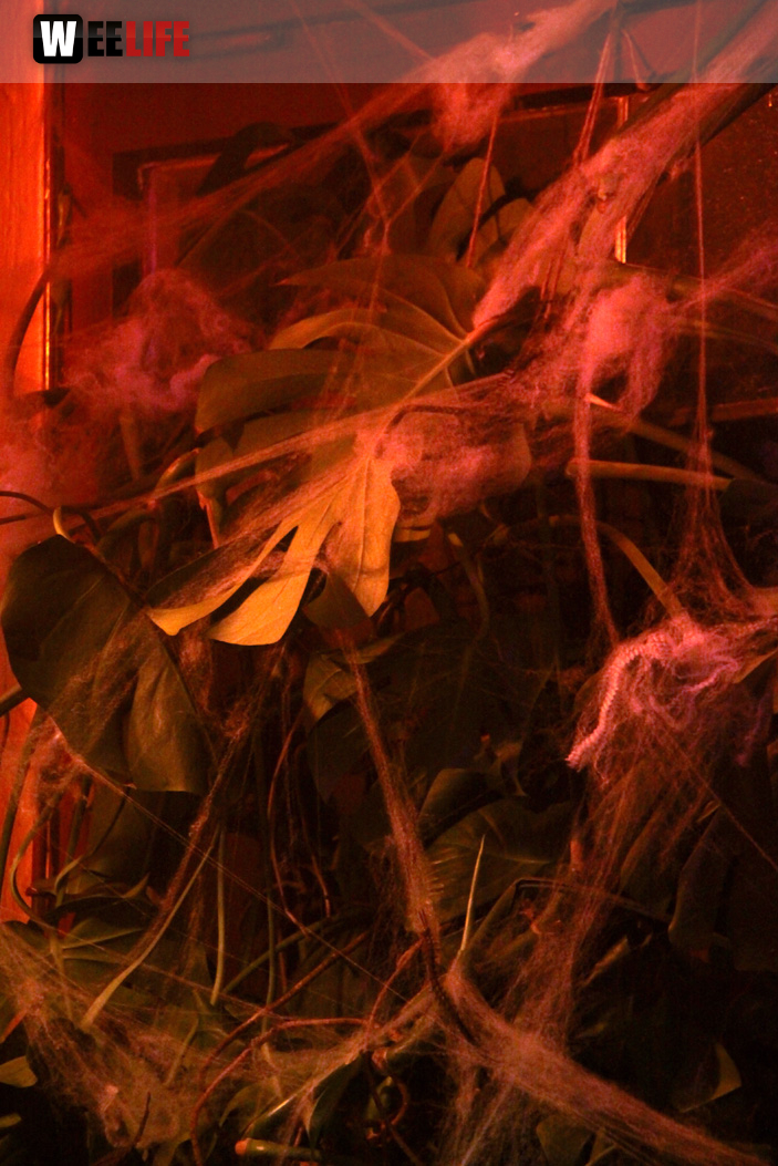 Halloween Party 