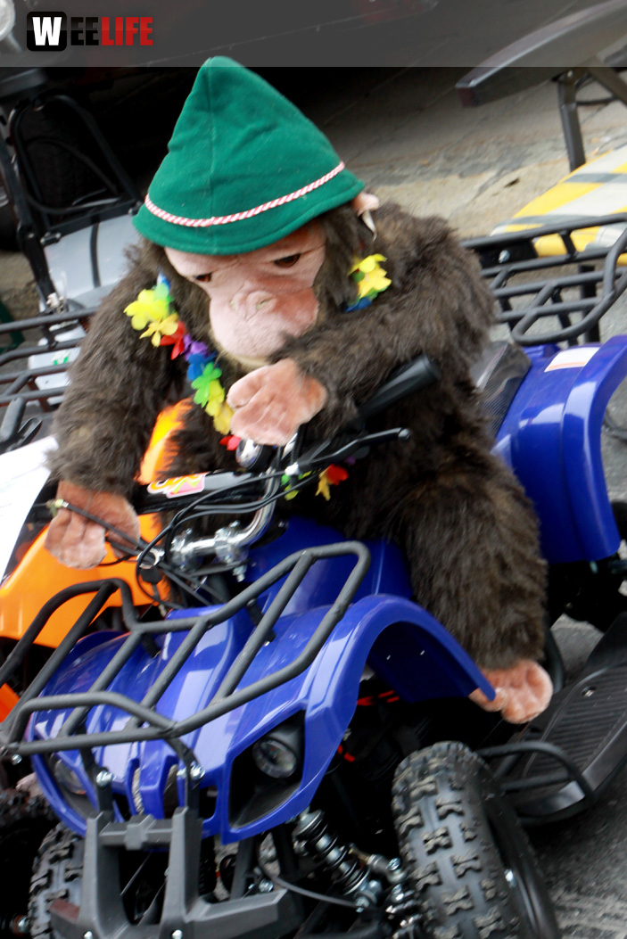 Hofer Frühling 2014 und Meastro Handwerkermarkt