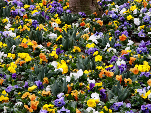 Hofer Frühling 2014 und Meastro Handwerkermarkt – Foto 95