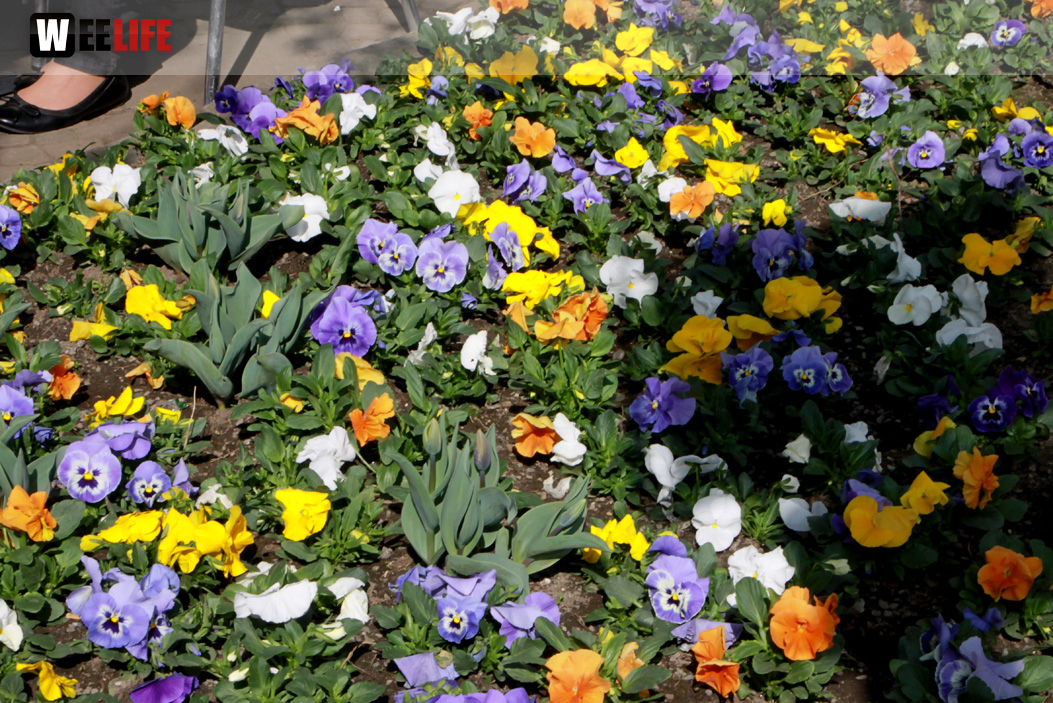 Hofer Frühling 2014 und Meastro Handwerkermarkt