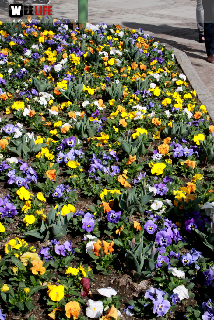 Hofer Frühling 2014 und Meastro Handwerkermarkt