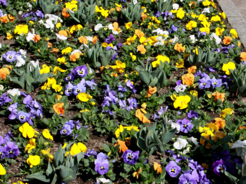 Hofer Frühling 2014 und Meastro Handwerkermarkt – Foto 35
