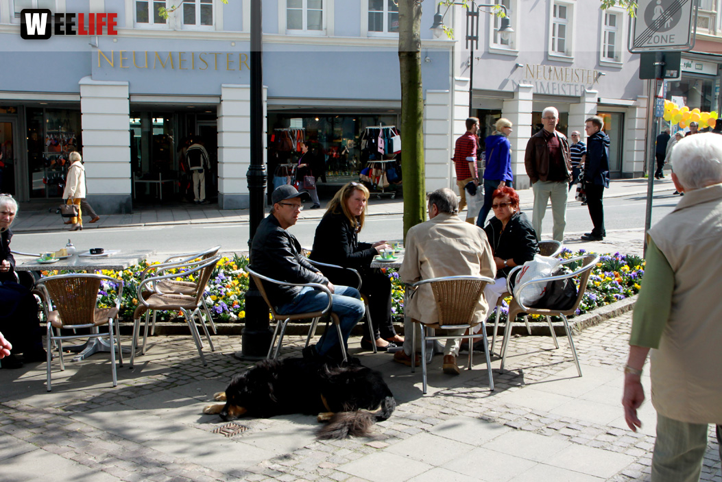 Hofer Frühling 2014 und Meastro Handwerkermarkt