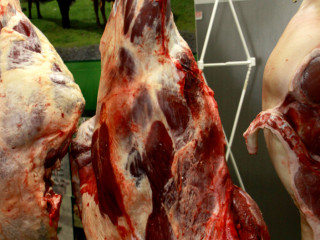 Foto 72268 im Album