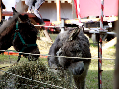 9.Burgfest am Labyrinth Sonntag Abbau – Foto 12