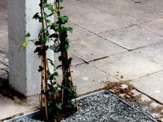 Foto 79005 im Album