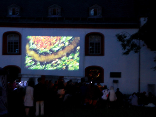 Uferflimmern – Foto 16