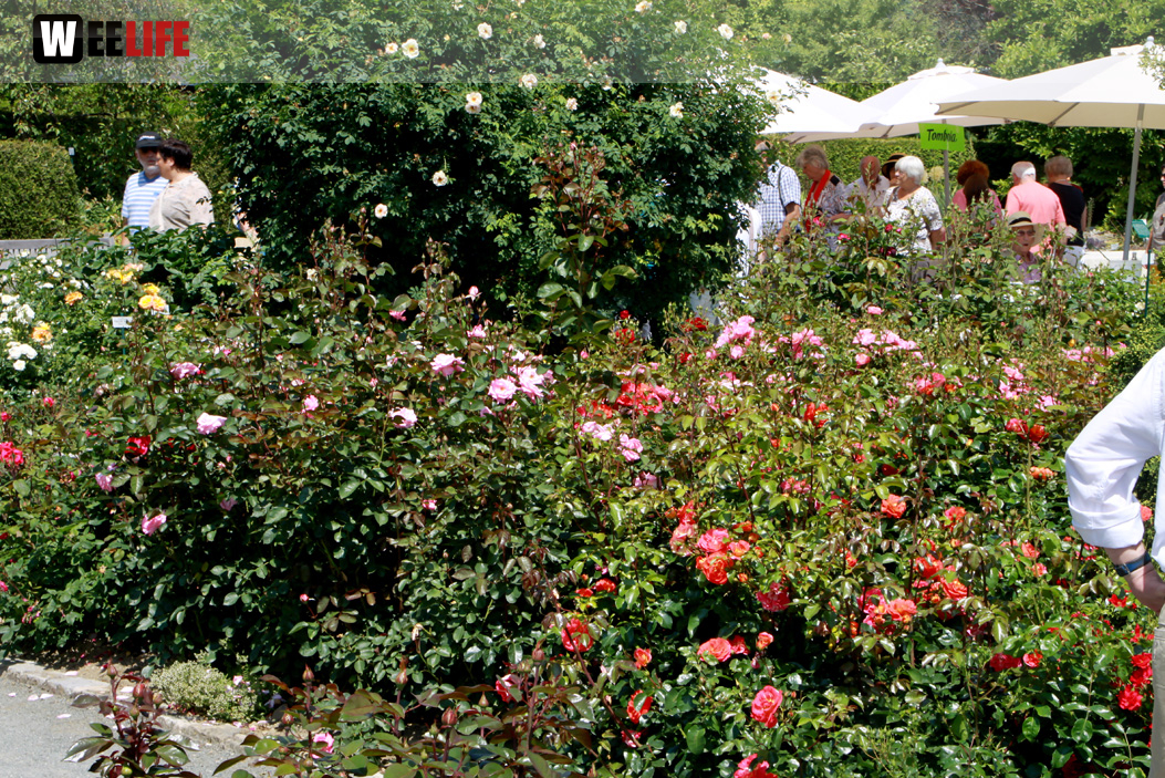 Rosenfest 