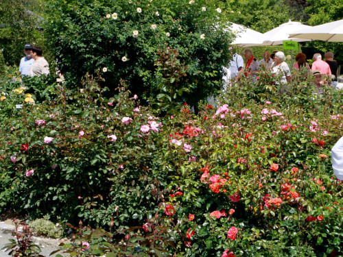 Rosenfest  – Foto 14