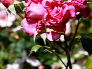 Foto 88150 im Album