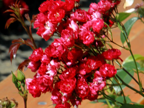 Rosenfest  – Foto 55