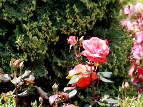 Rosenfest  – Foto 57