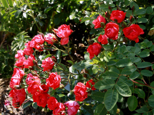 Rosenfest  – Foto 60
