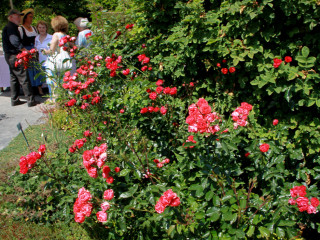 Foto 88161 im Album
