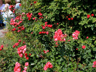 Foto 88162 im Album