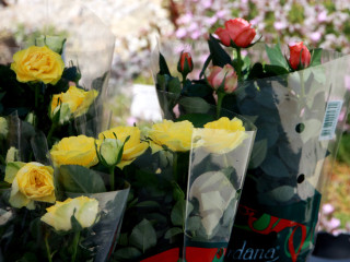 Foto 88165 im Album