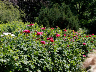 Foto 88173 im Album