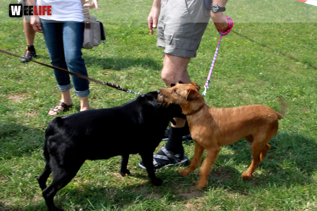 Sommerfest