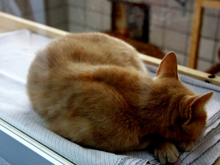 Foto 98403 im Album