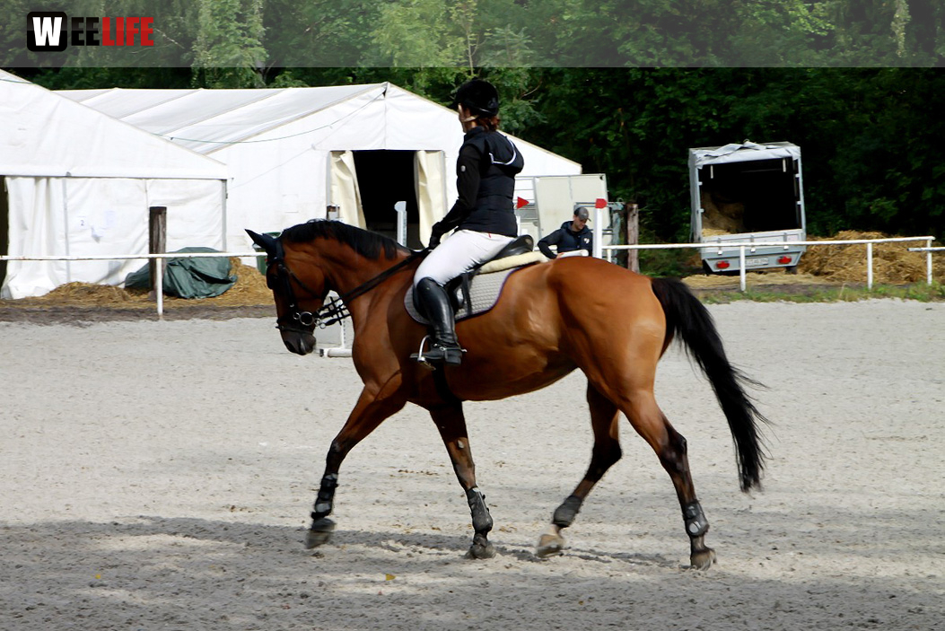 Hofer Springtage 2014