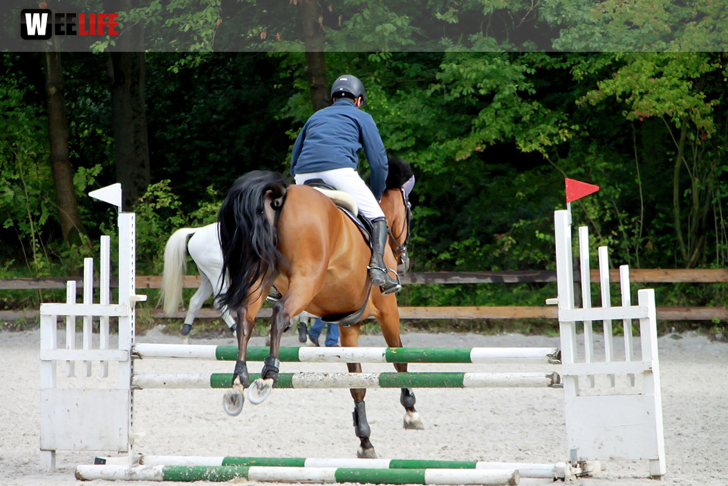 Hofer Springtage 2014