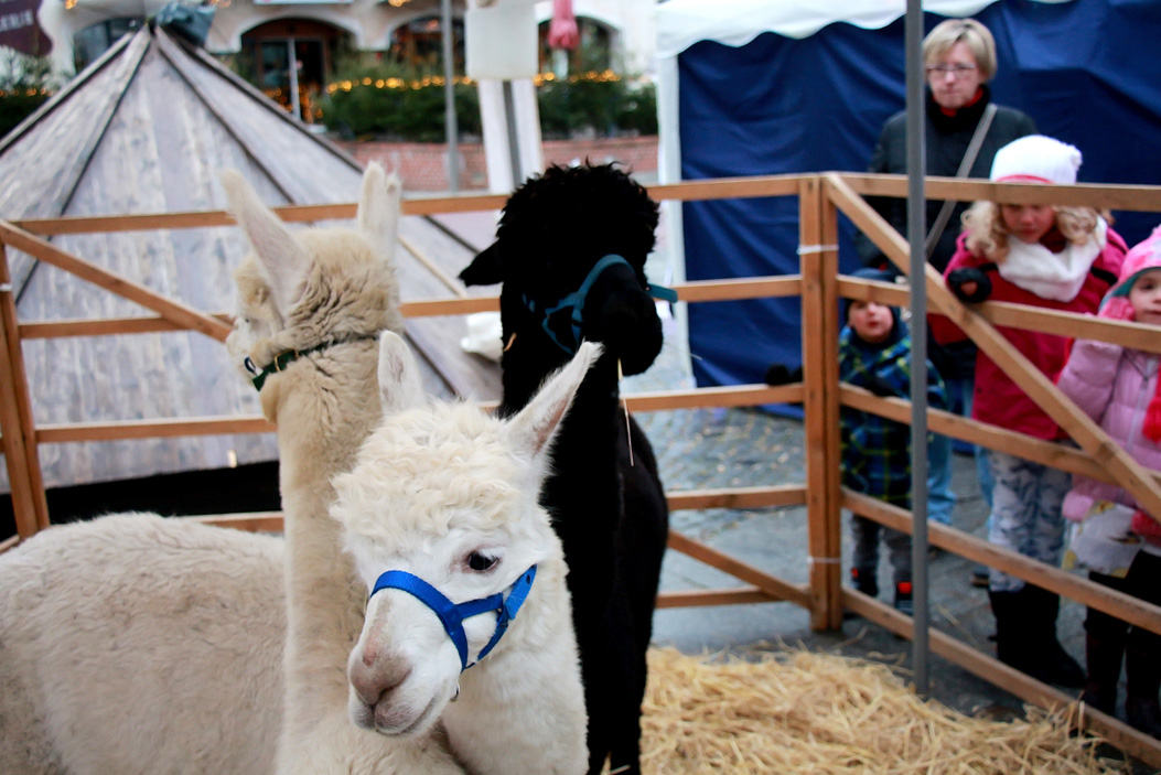 Fotos dieser Veranstaltung: Hofer Weihnachtsmarkt Alpakas 18.12.16