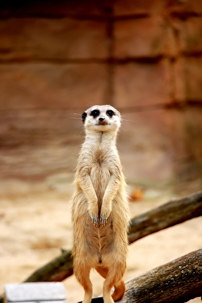 Wilhelma Stuttgart Zoo