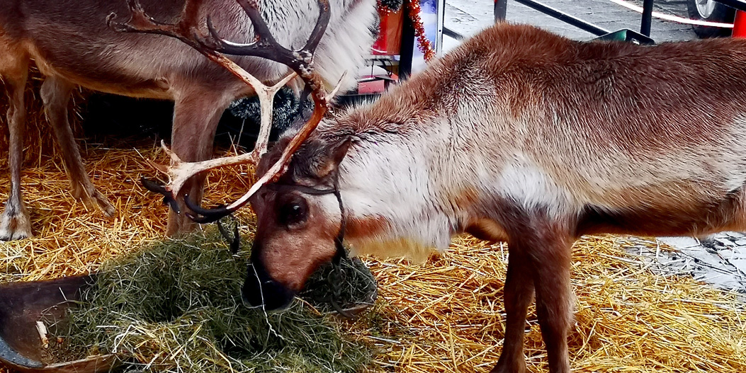 Fotos dieser Veranstaltung: Rentiere Hofer Weihnachtsmarkt 2018
