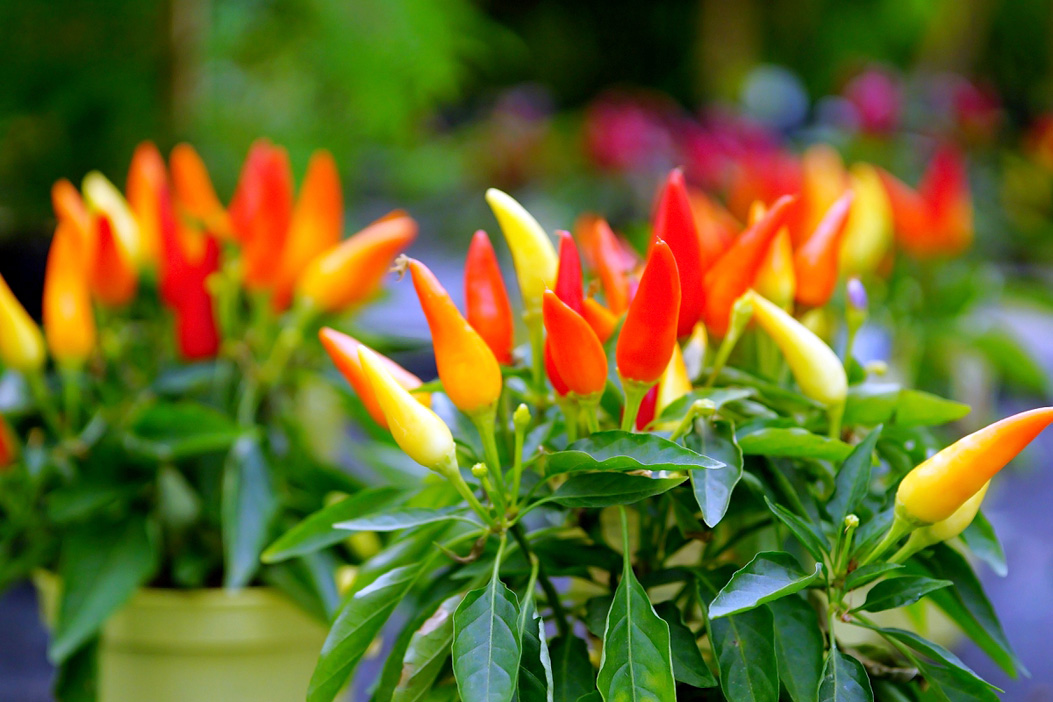 8. Hofer Chillifest 2019